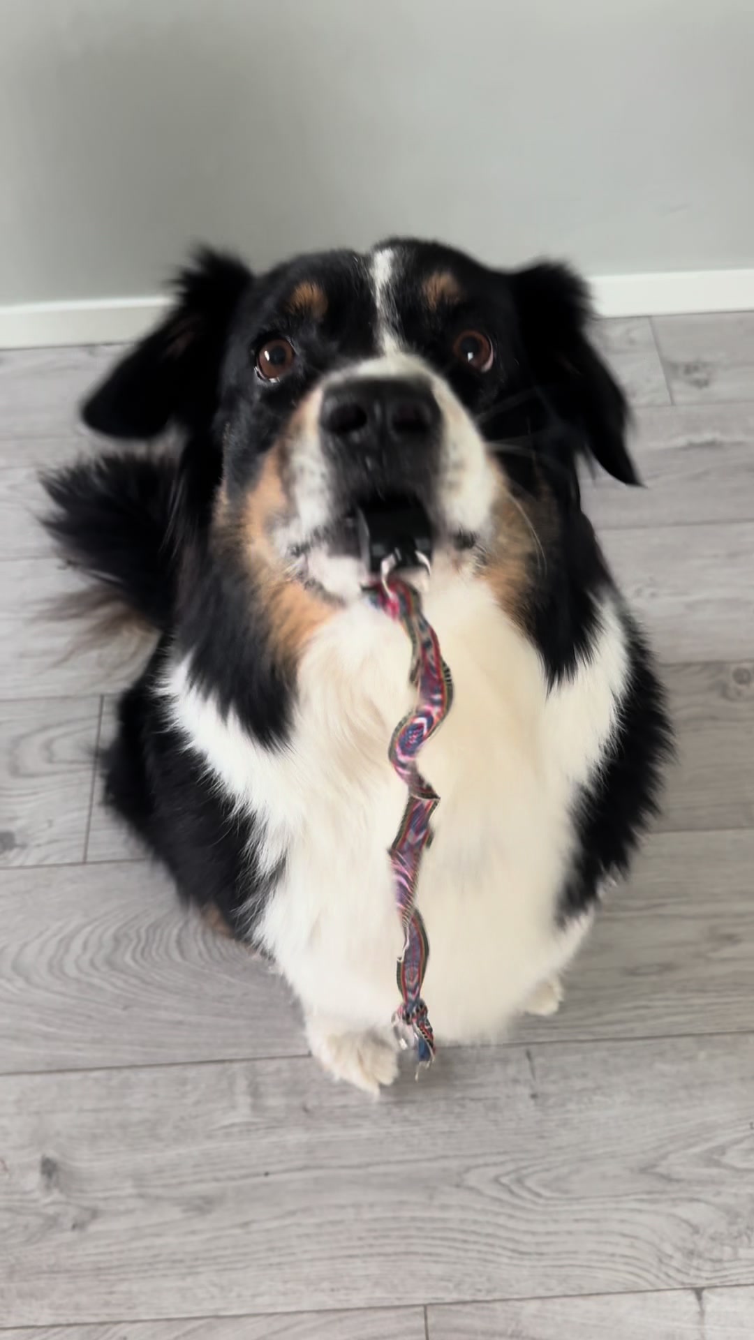 @Vilja - Australian Shepherd