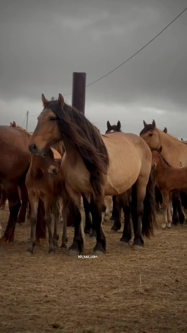 @KH KAZ_ULAN🐴