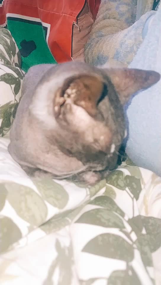 @котик Буба