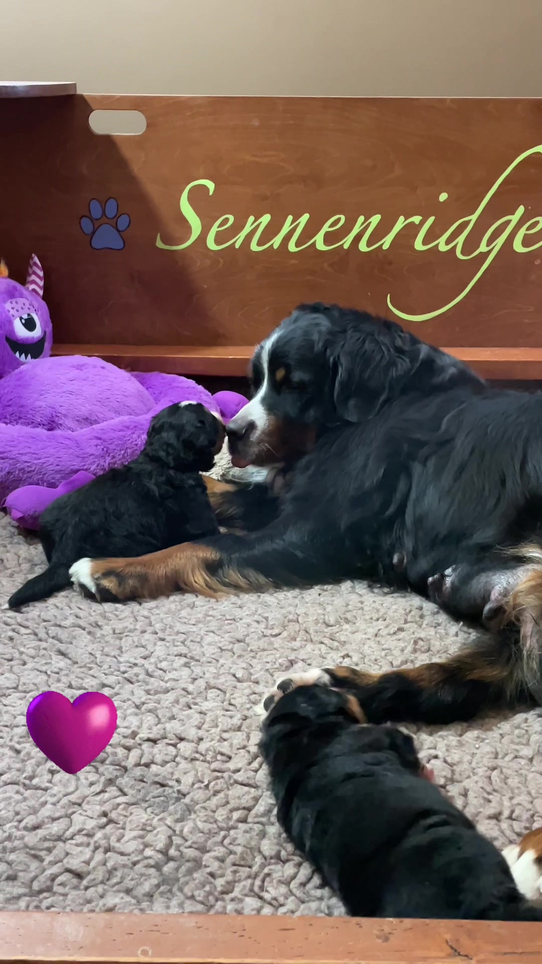 @SennenridgeBernese