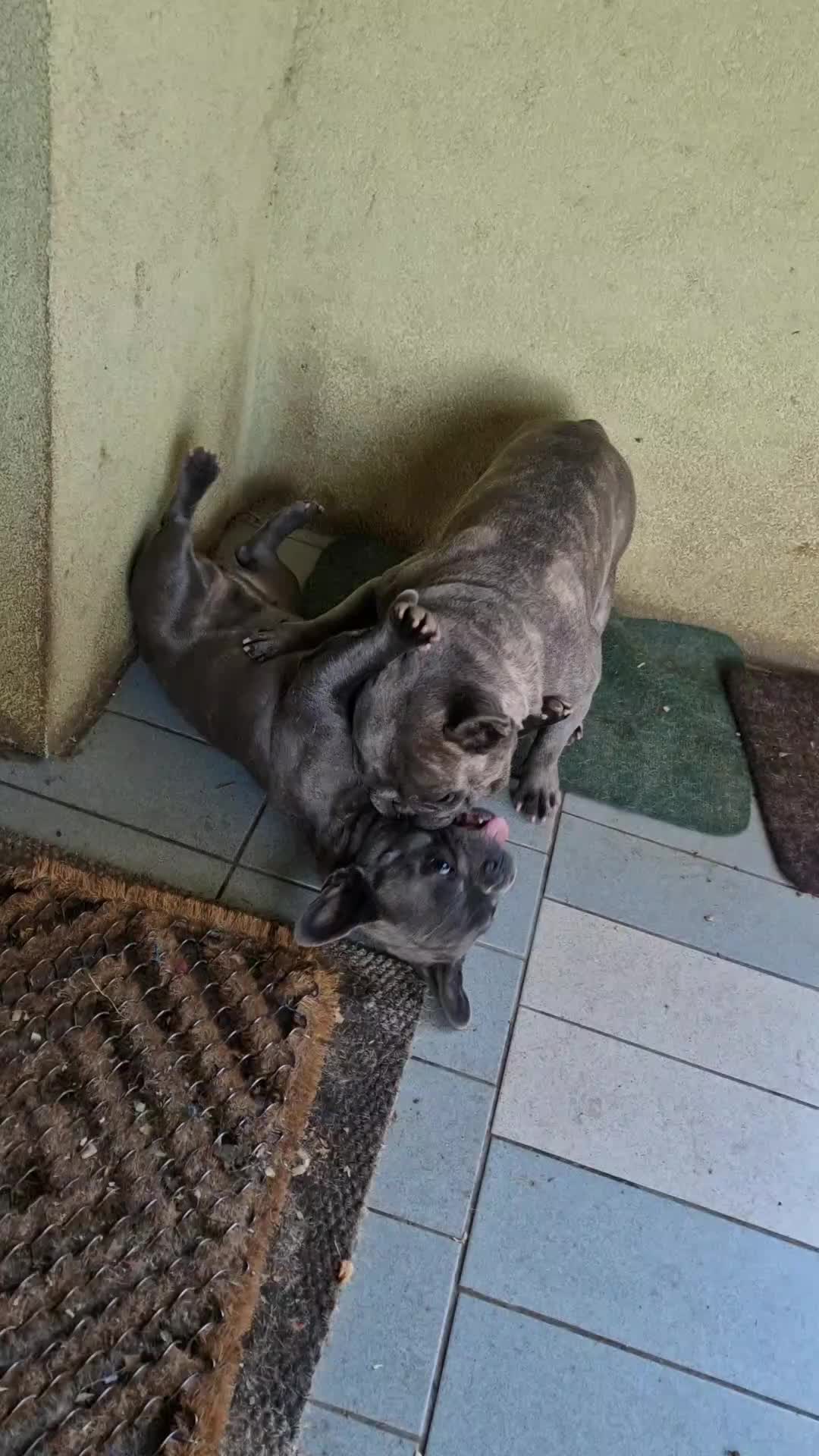 @Nomad_Warrior_Kennel