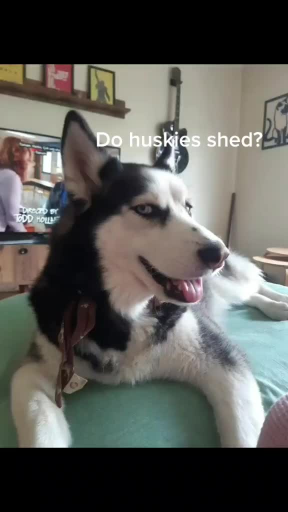 @Erzathehusky