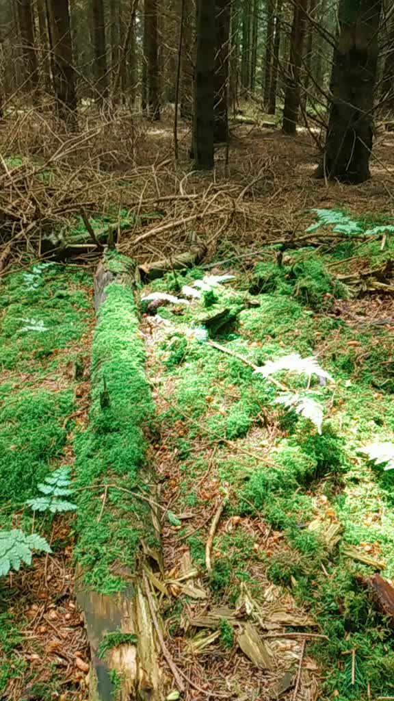 @The Roots Of Nature