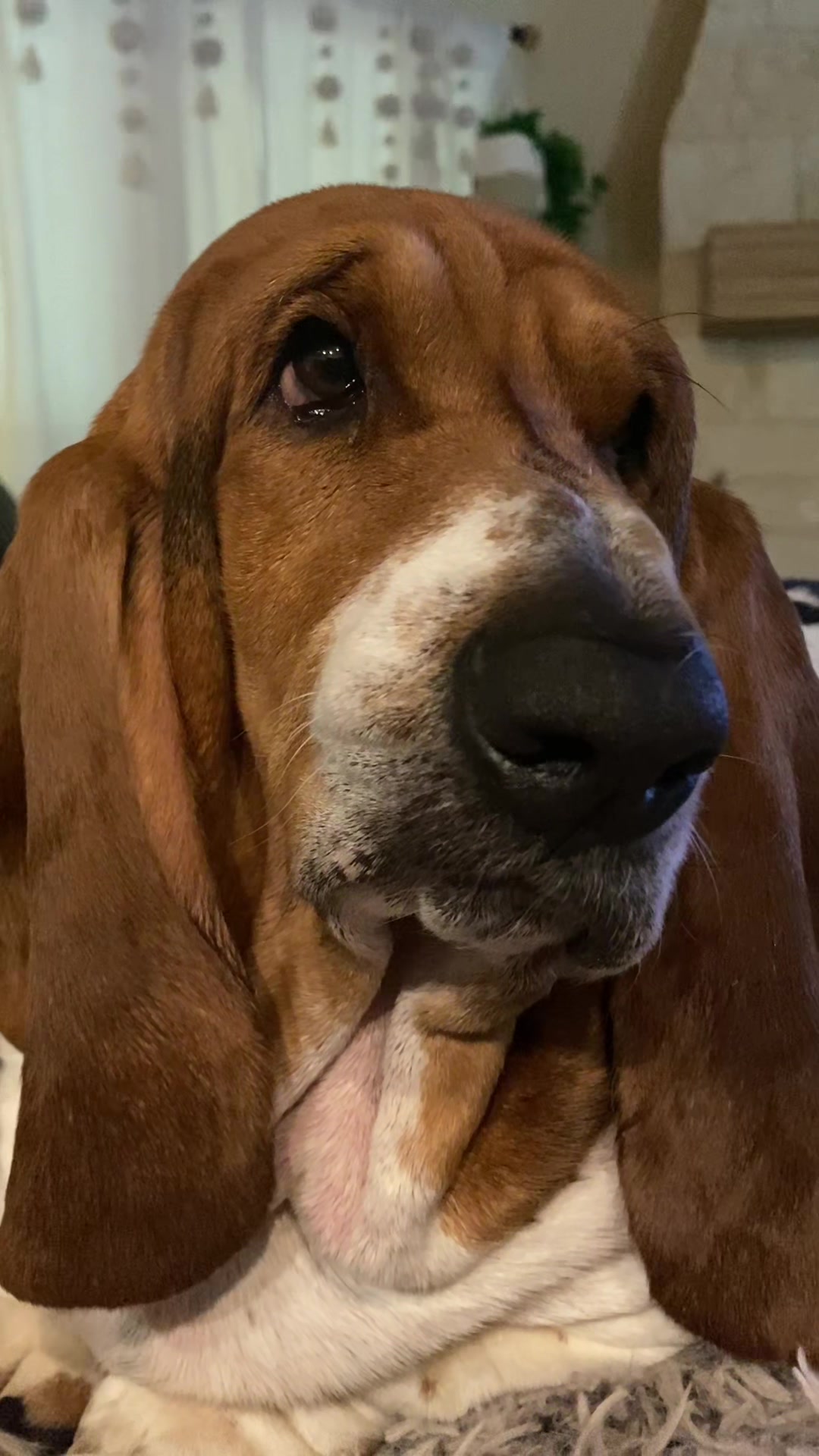 @baudelairethebasset