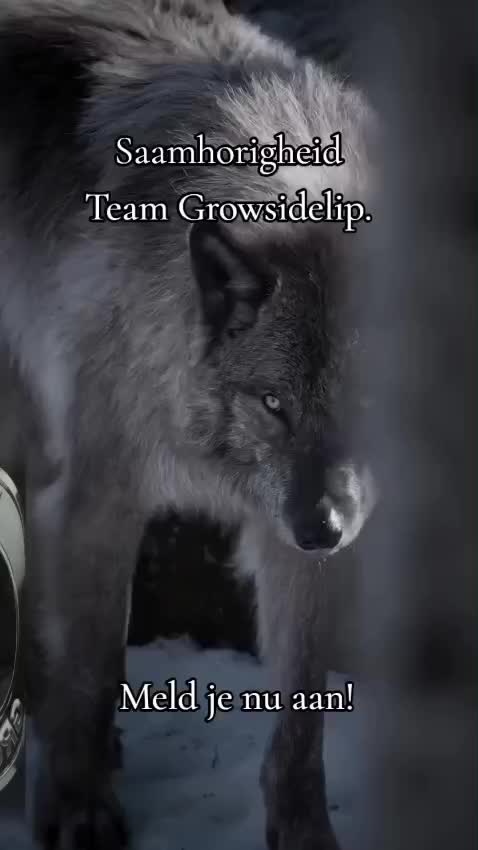 @LiPPiE(GrowSide-Manager)📈👥️