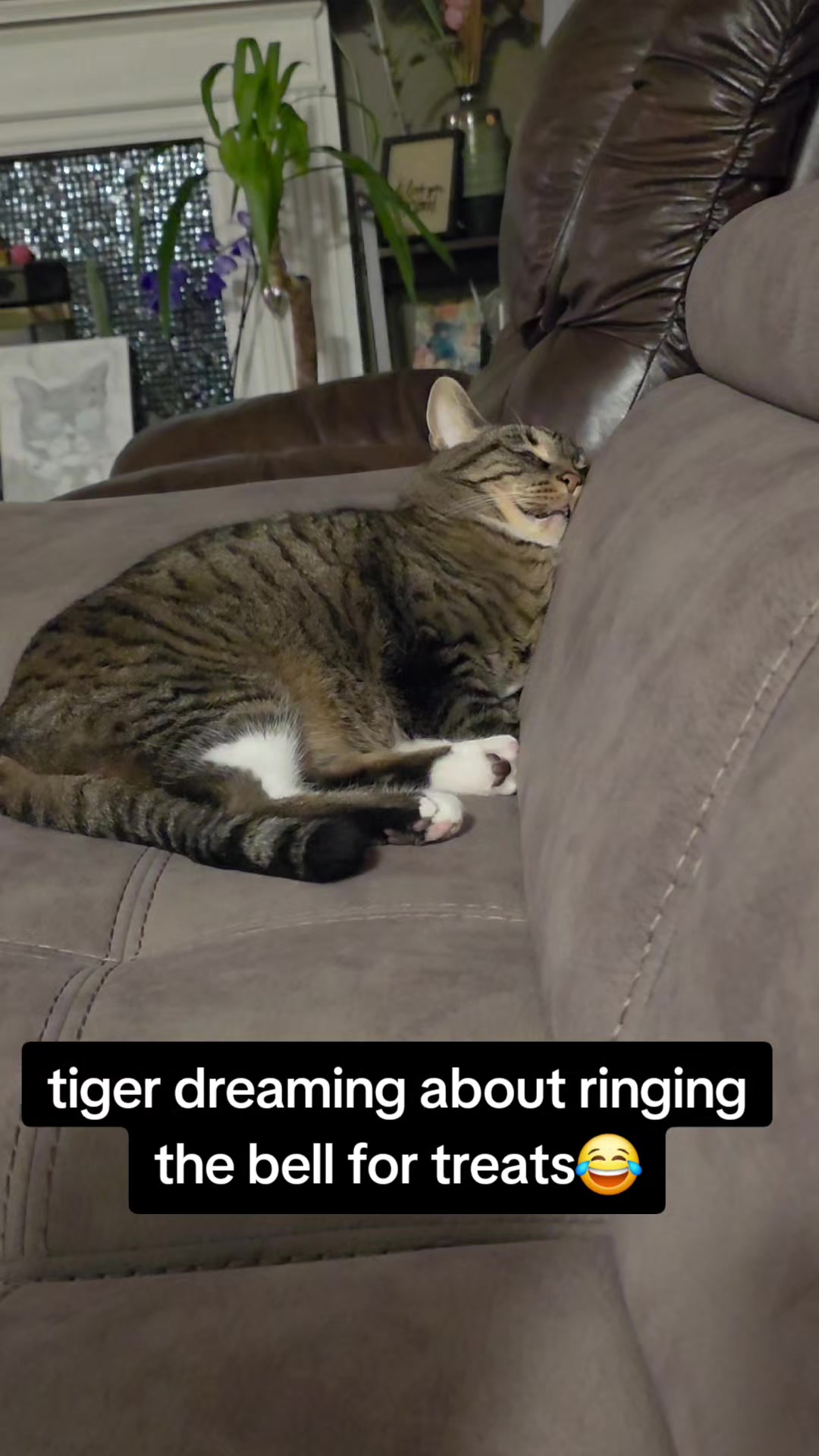 @Tiger 🐯