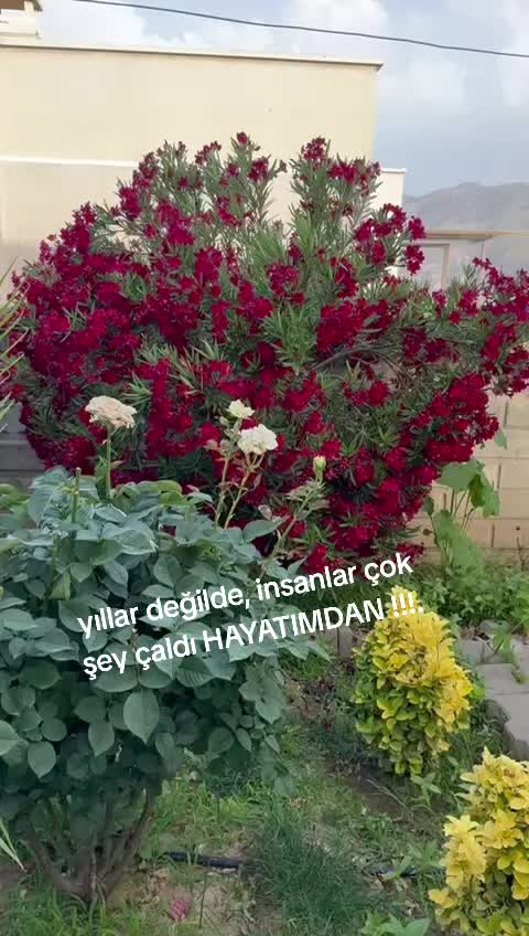 @Selahattın Argun