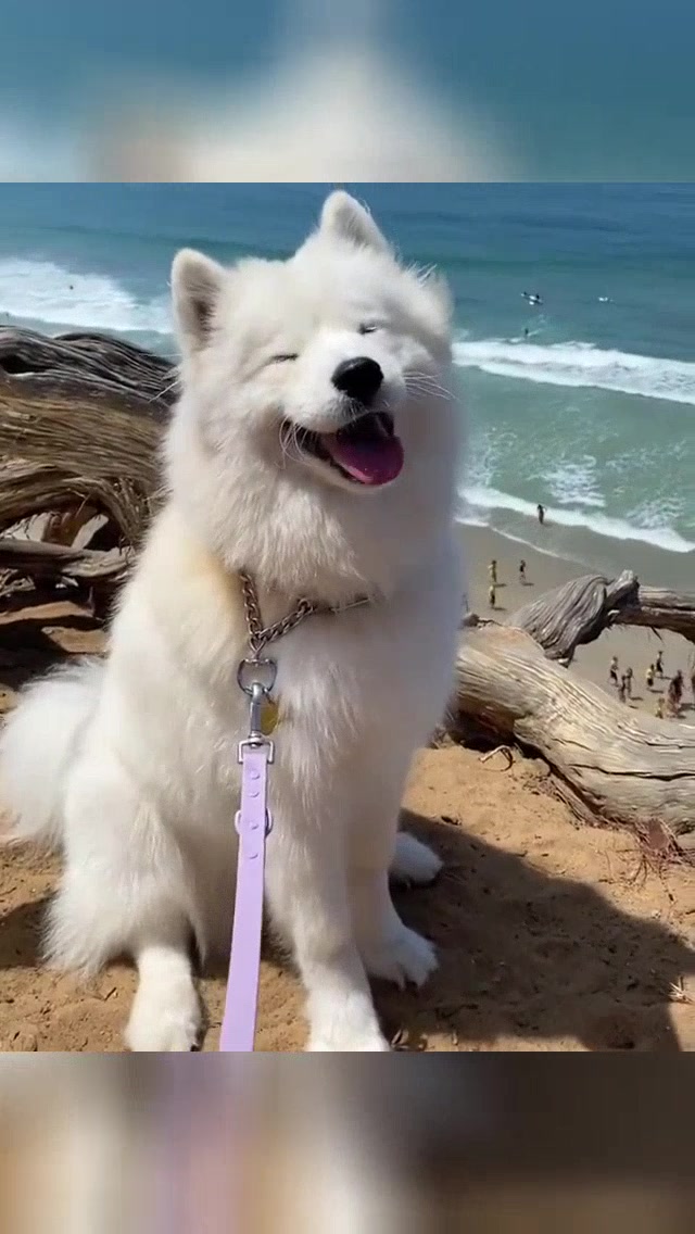 @vdogtv