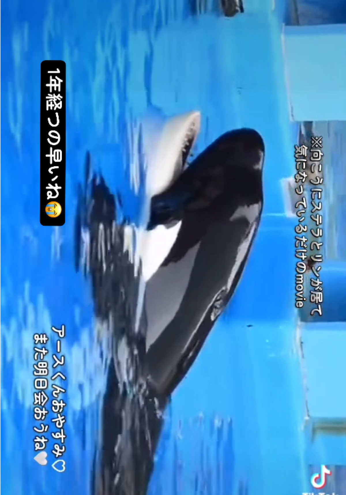 @️シャチが癒し️🌈️️🫧