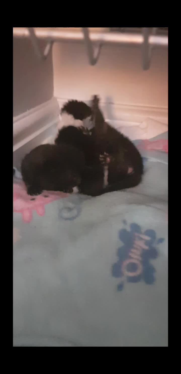 @storm.and.kittens