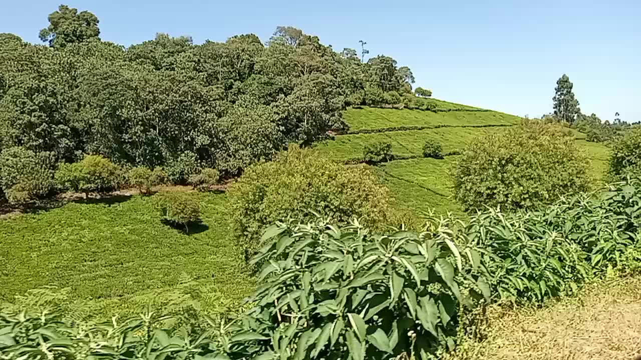 @Uncle Wa Safari