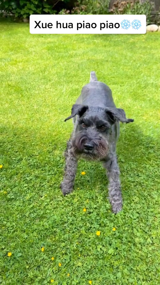 @𝔾𝕆𝕂𝕌 🐶