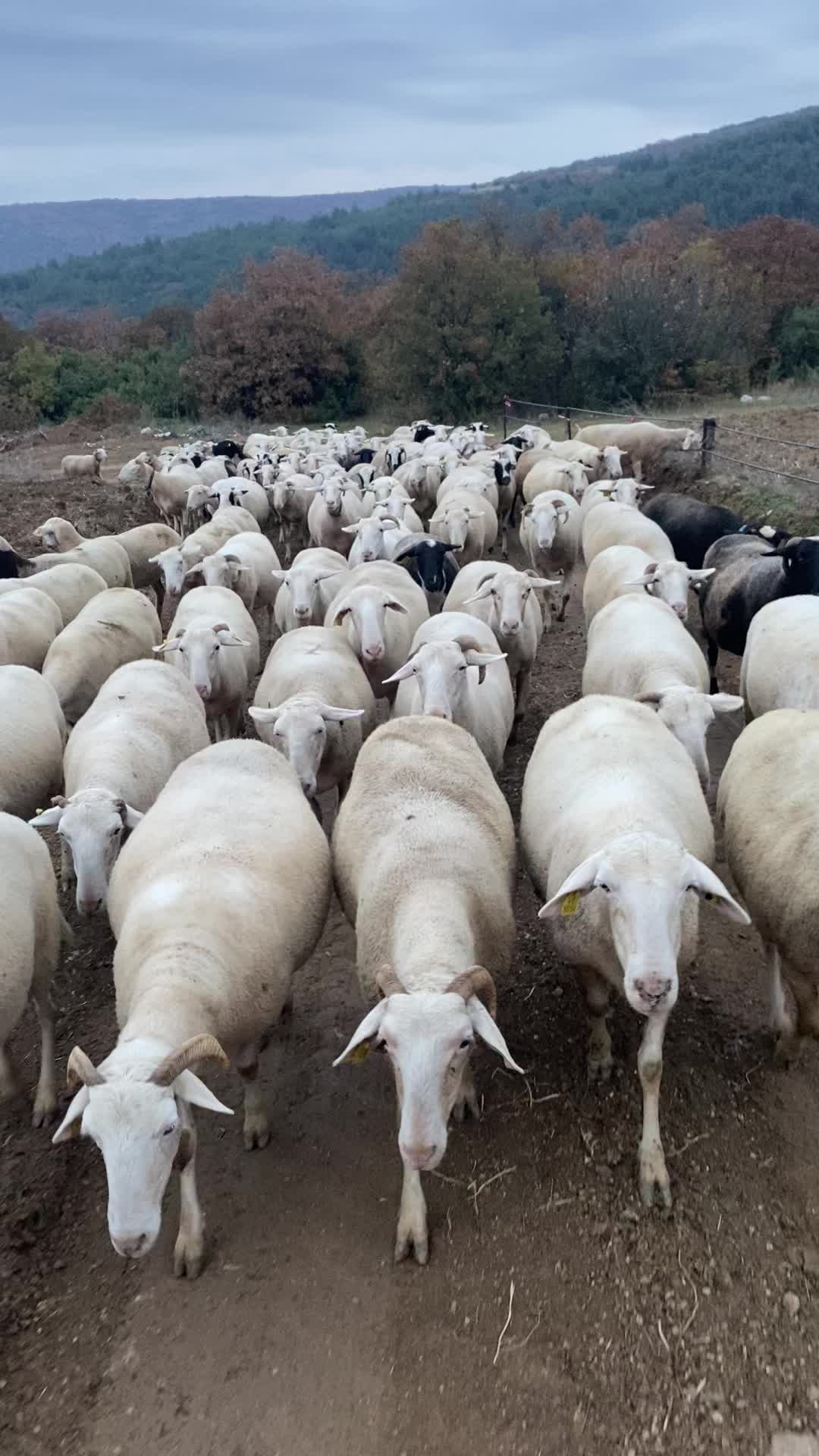 @Halil Çakmak