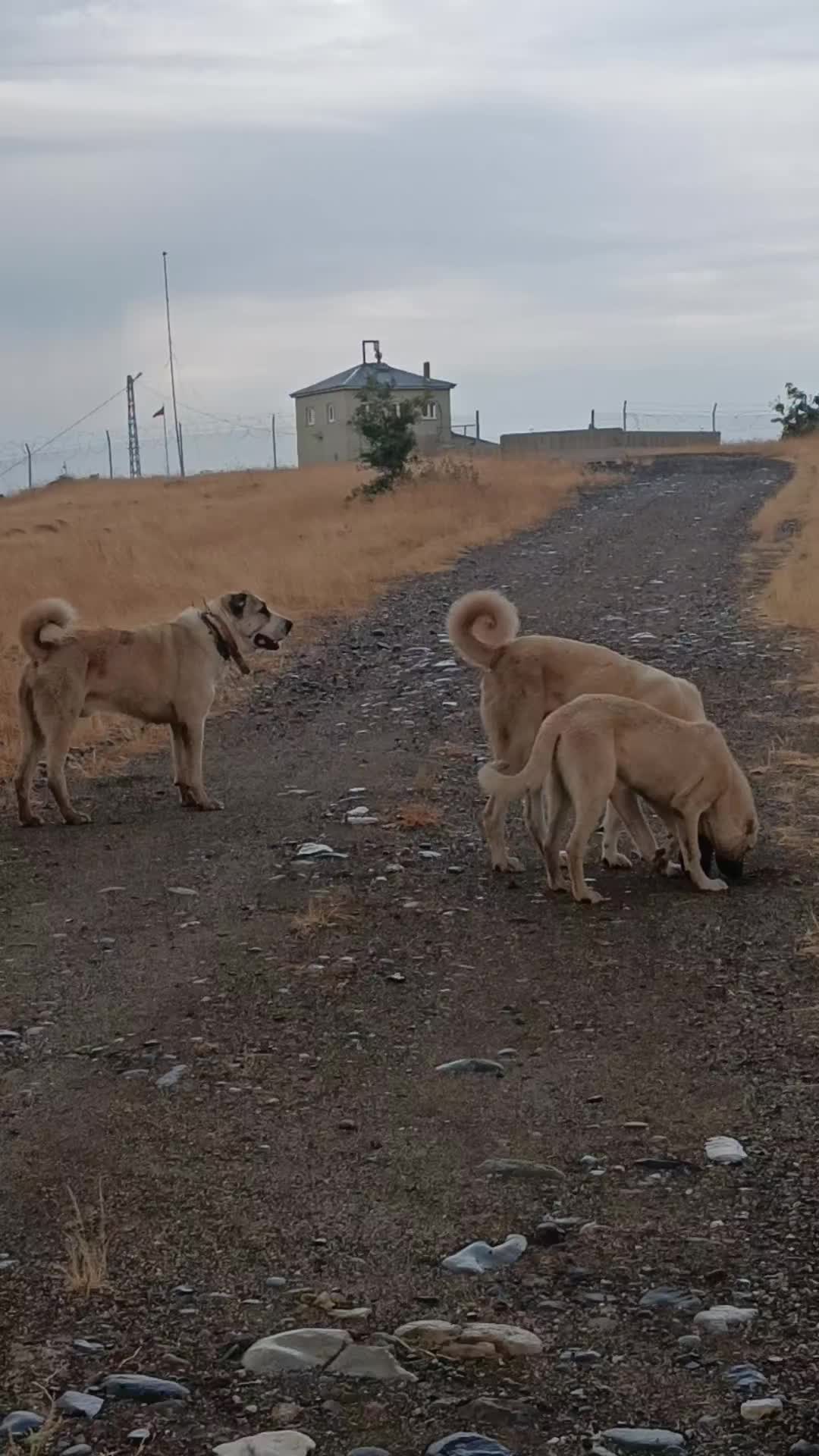 @koçer.12