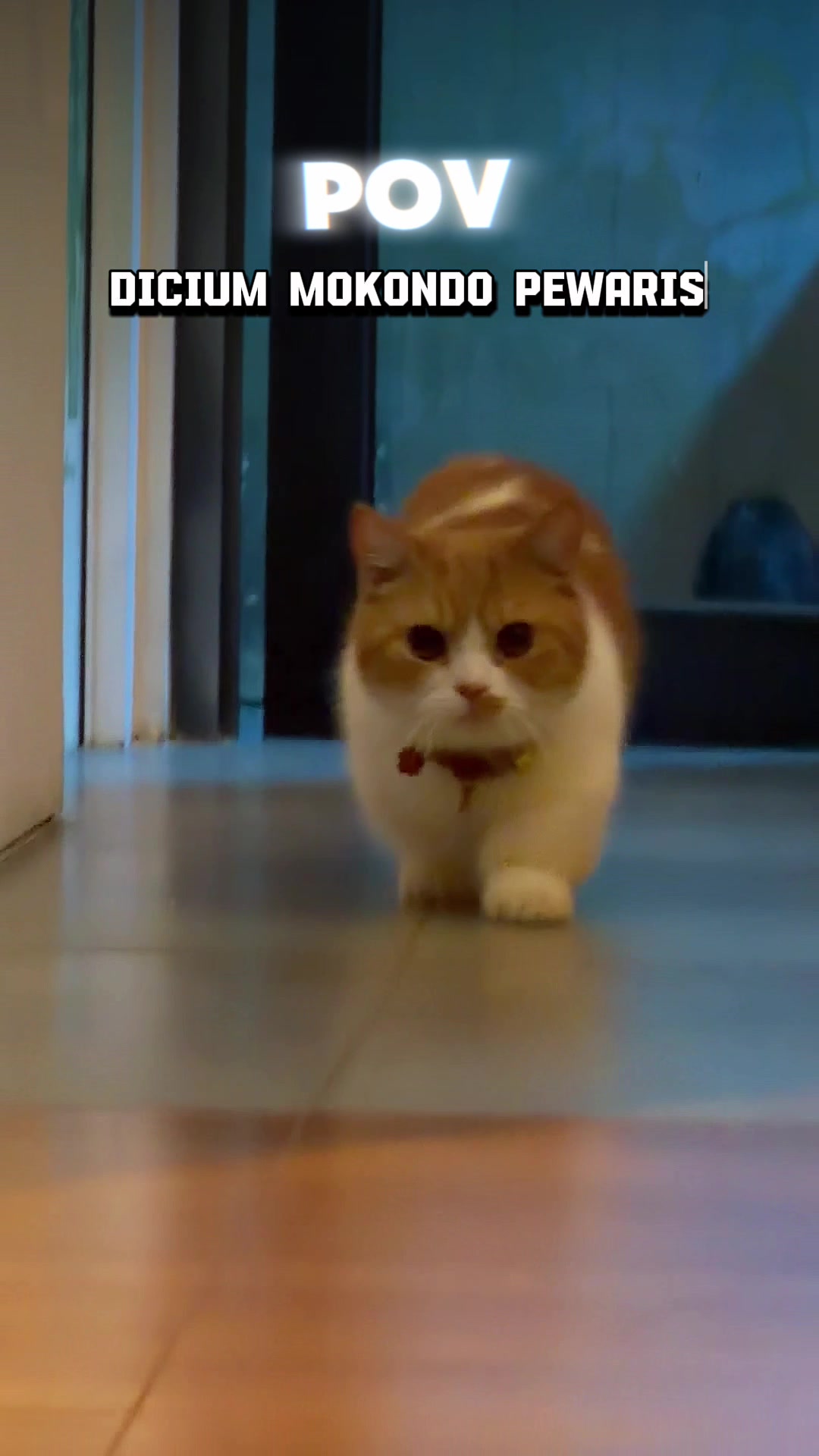 @MEOWOMPONG