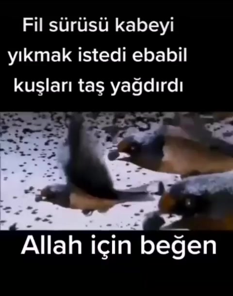 @Vezel
