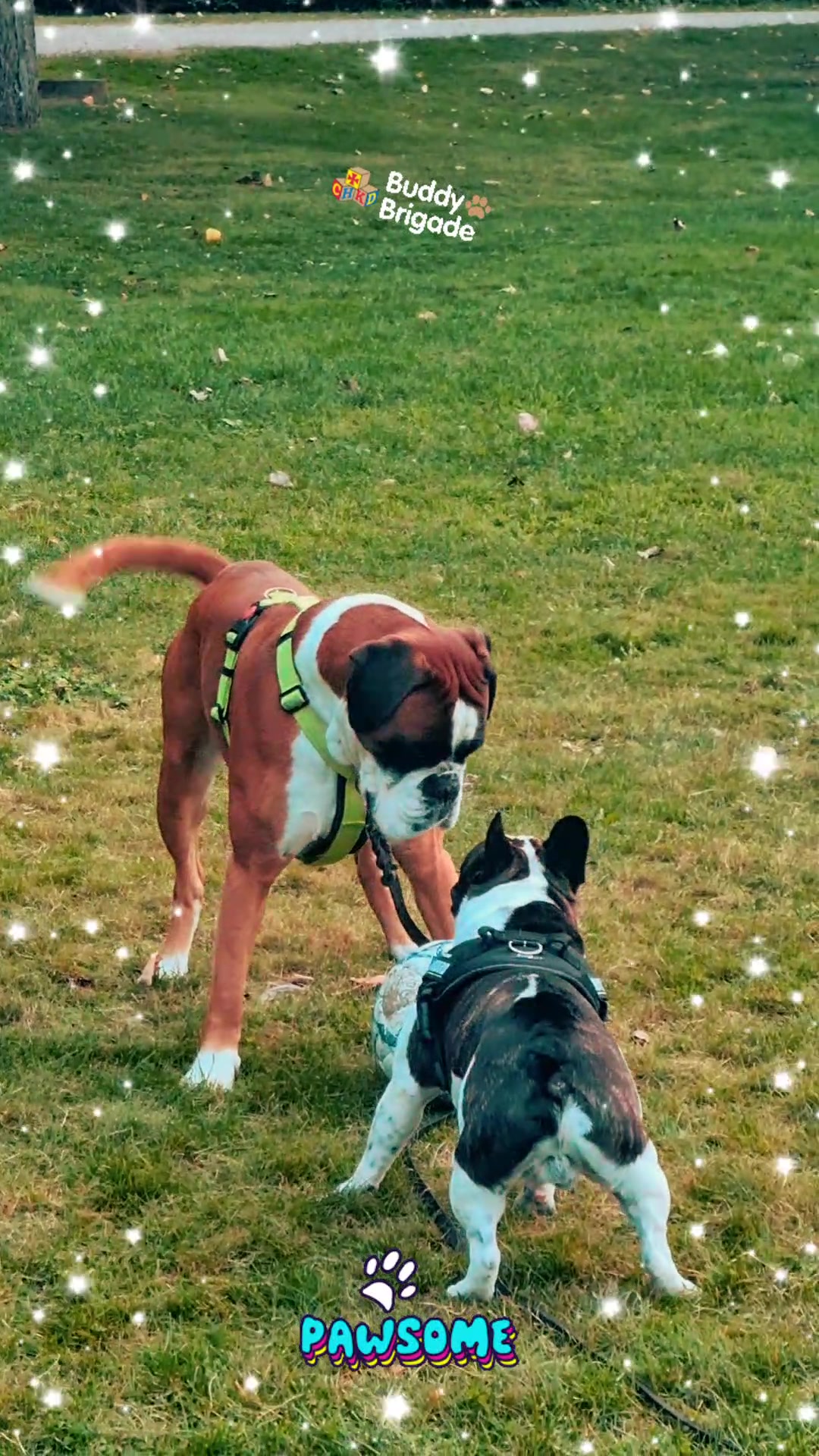 @odi_frenchie_
