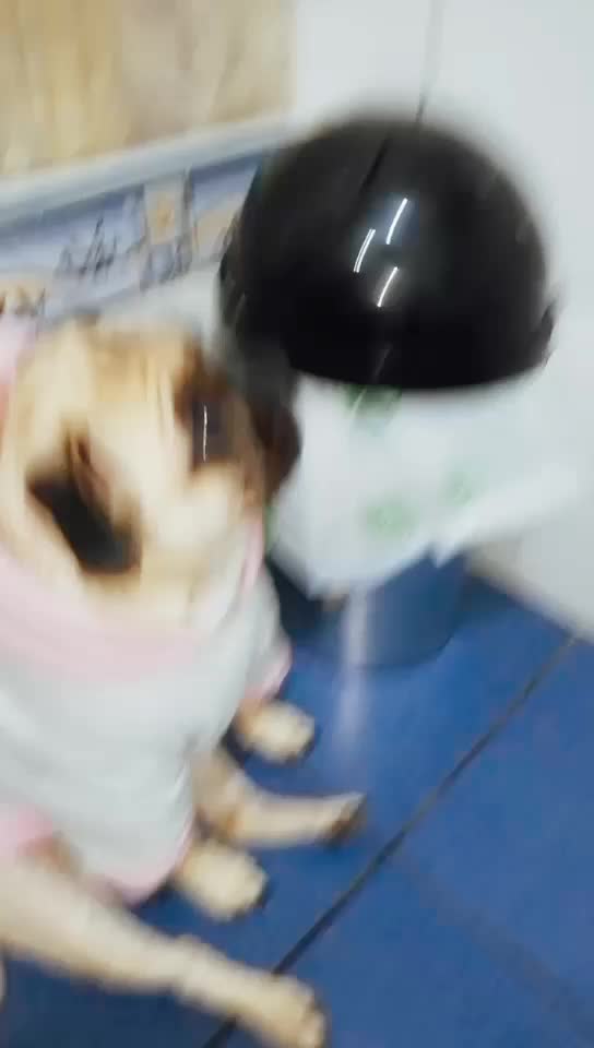 @Norka Elizabeth The Pug