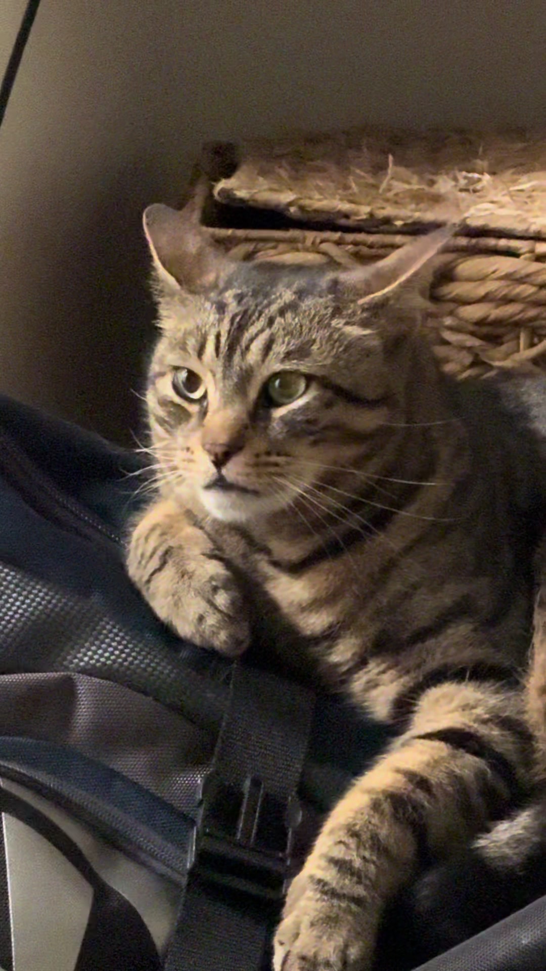 @Coby the Cat 🐾