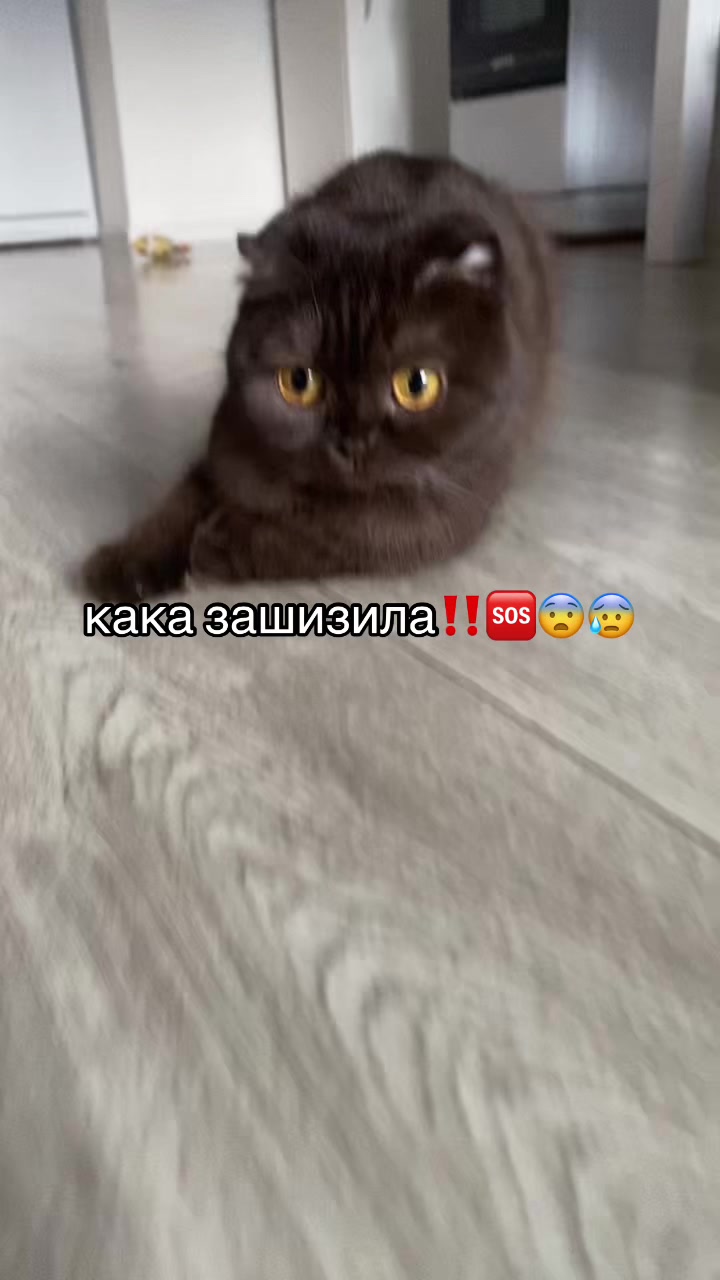 @мышка