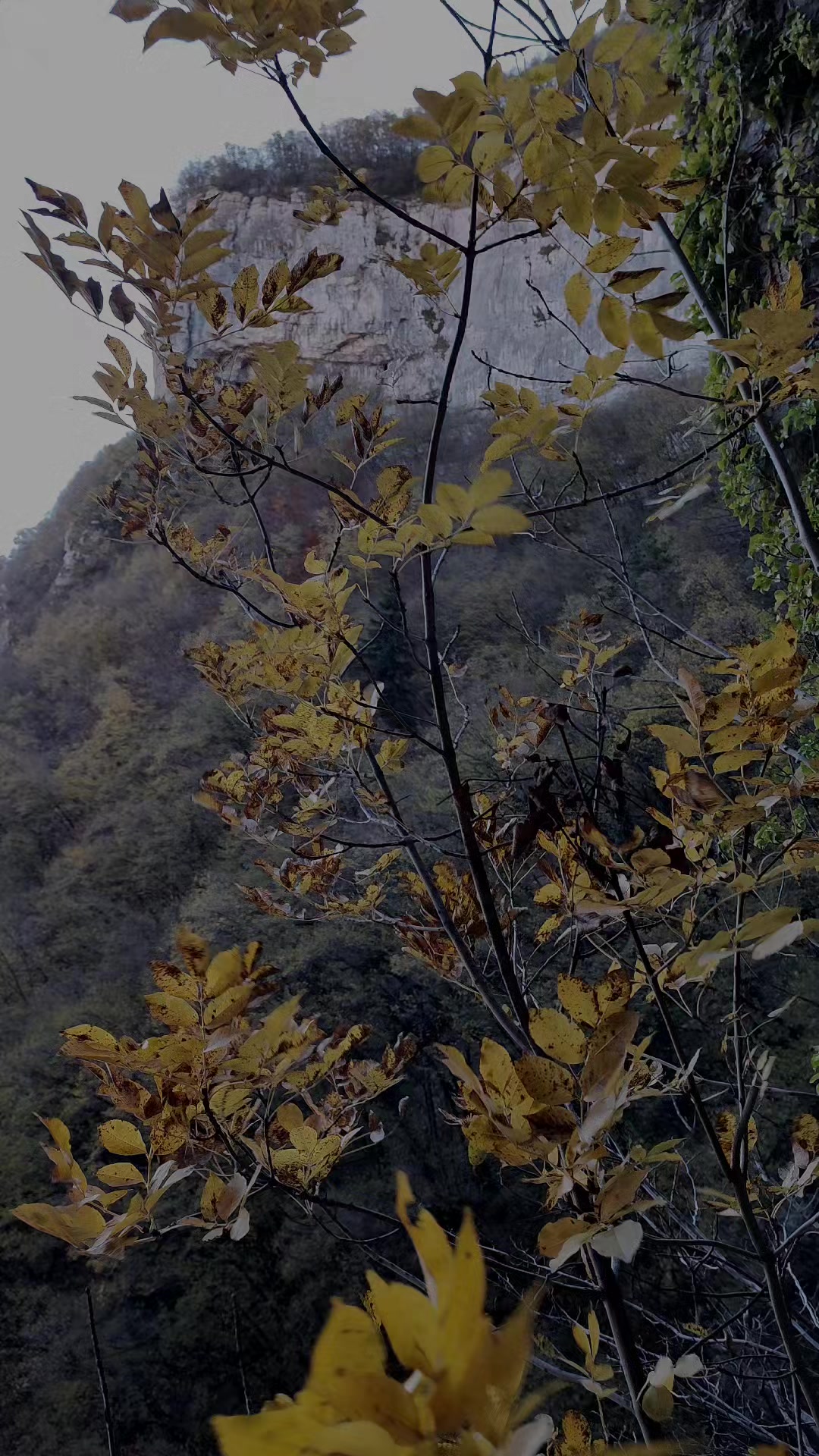 @Gelu Zakon