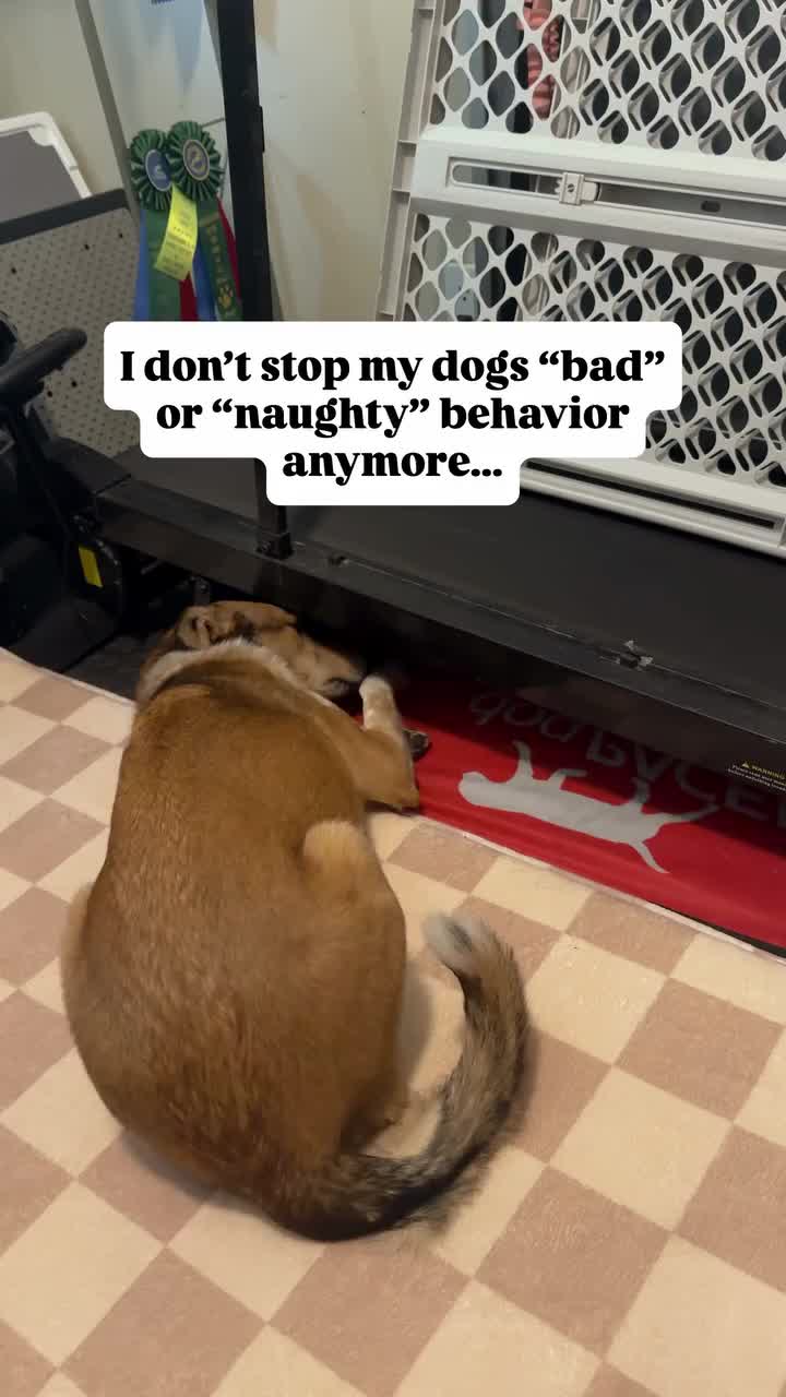 @Marissa | K9 Fitness Coach 🐾