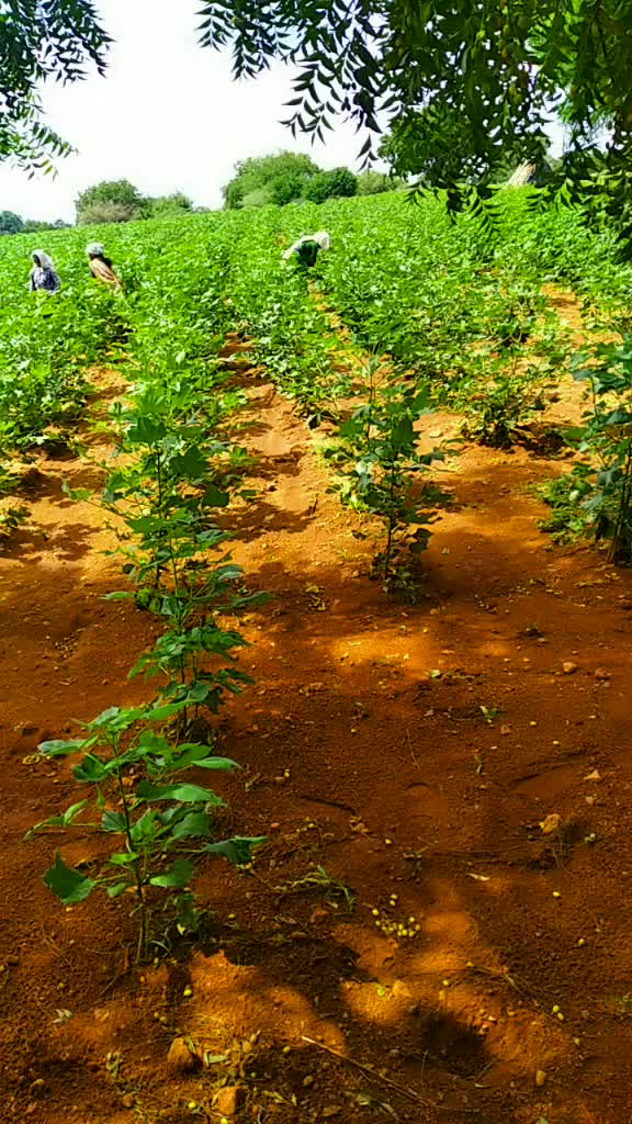 @Saranppa M Saranppa