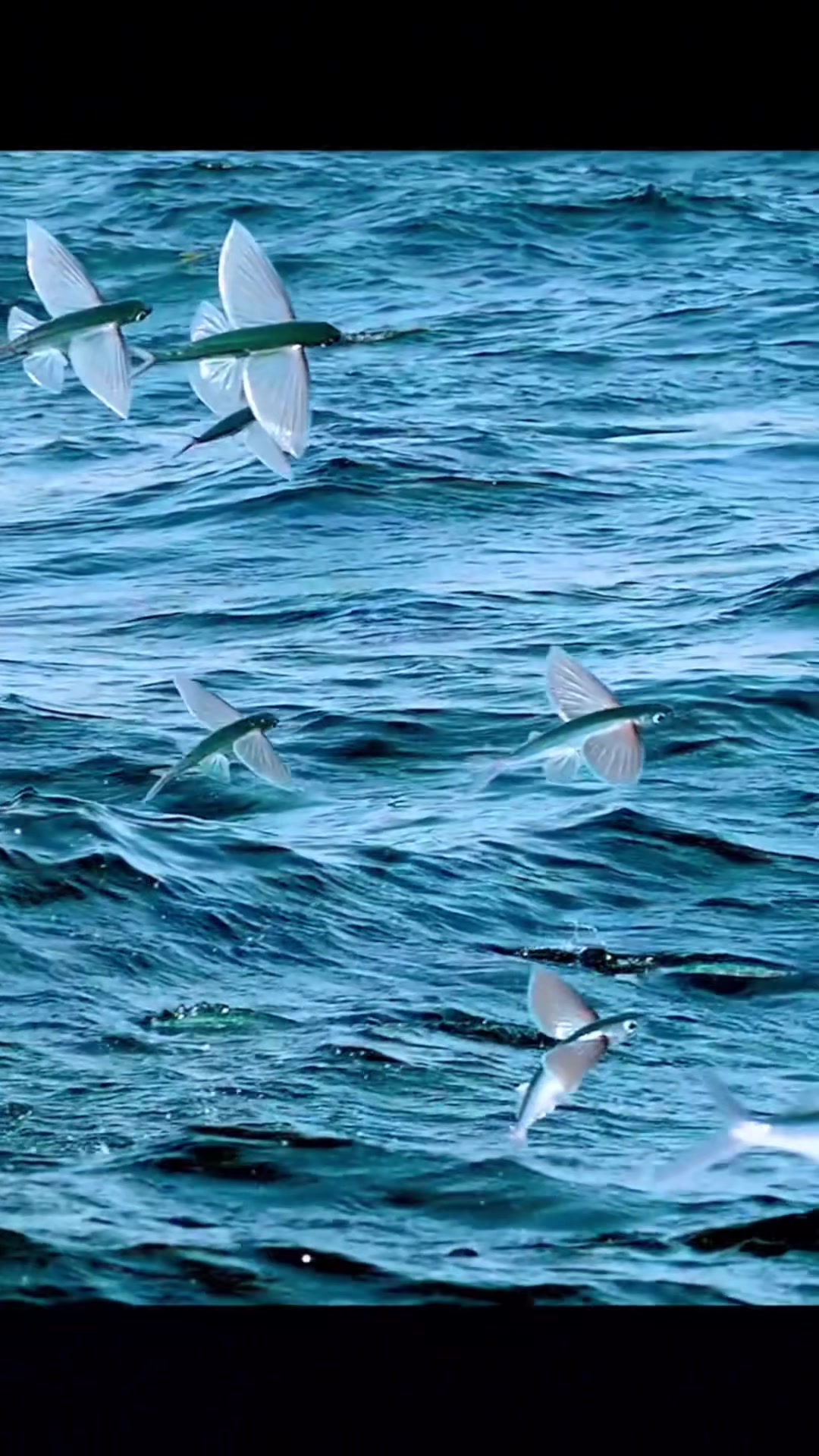 @FishTokDaily