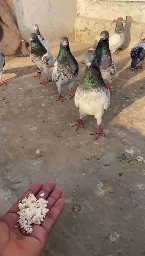 @Tahir Rana