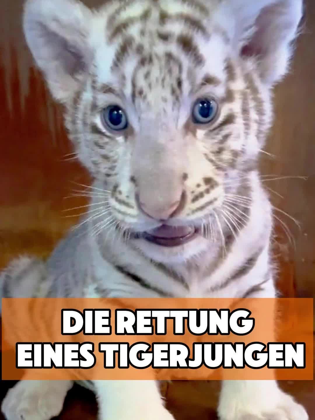 @toto_tier