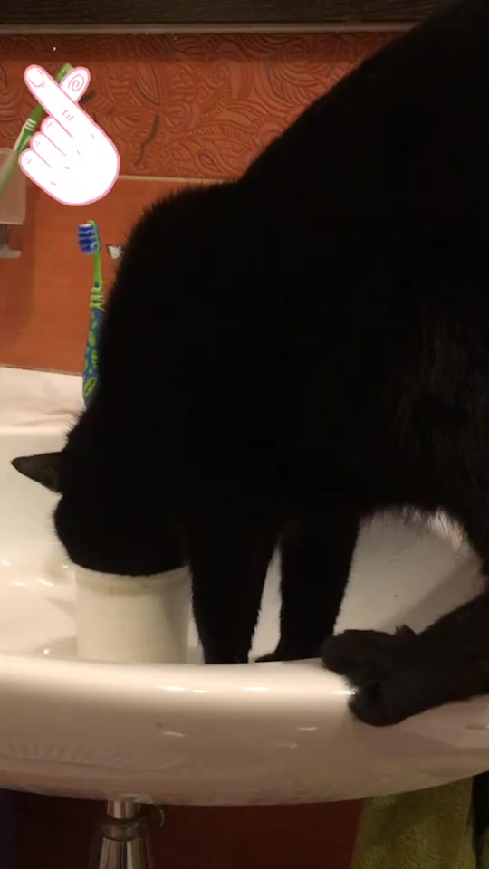 @Drinking_Cat