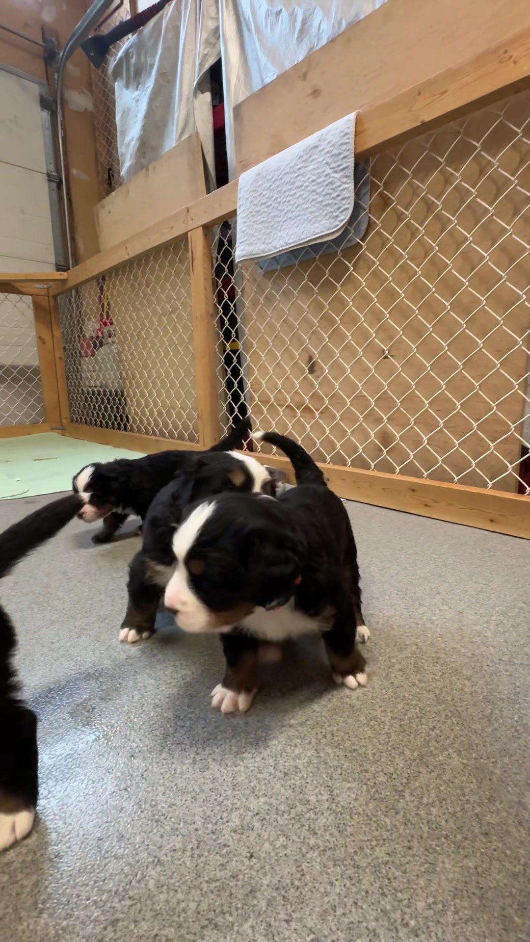 @SennenridgeBernese