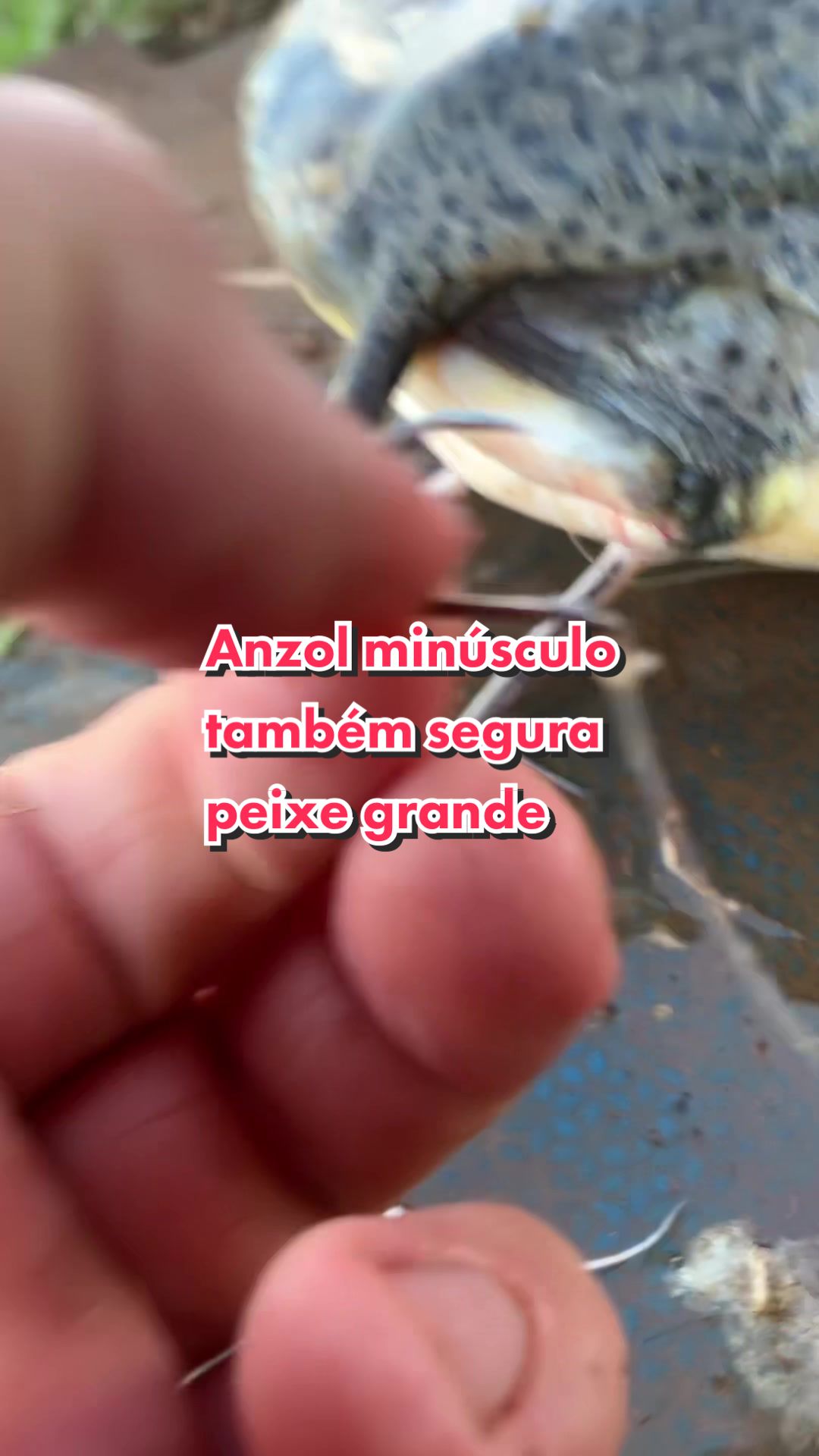@Dimex Pescador