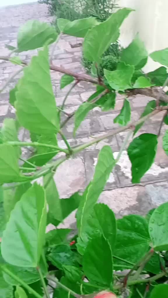 @Ⲙ₳ĦɆɆ₲Ø₩Ɖ₳