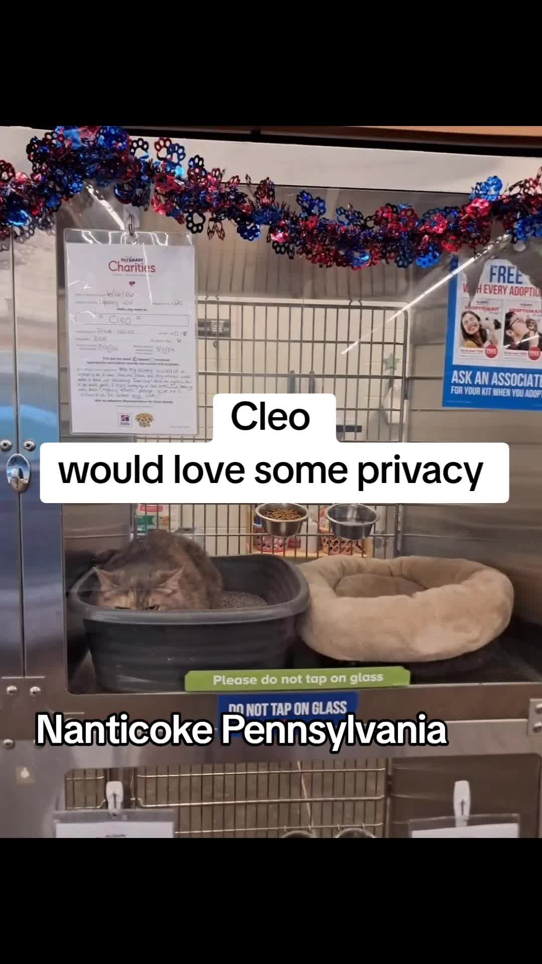 @No More Sad Kitties