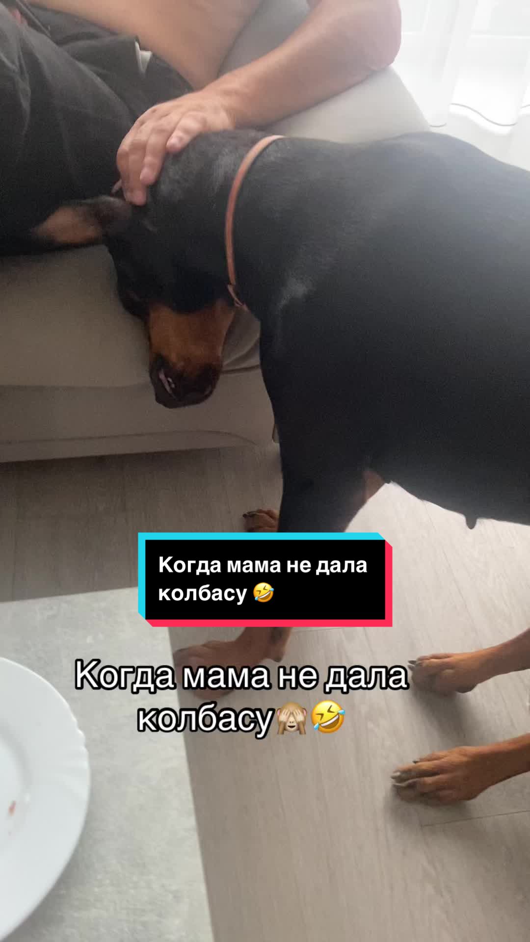 @Доберман Шелби