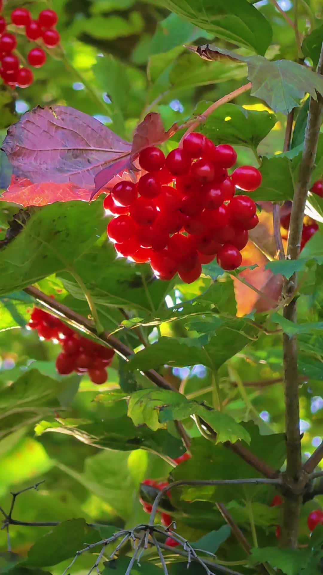 @Natur 💚