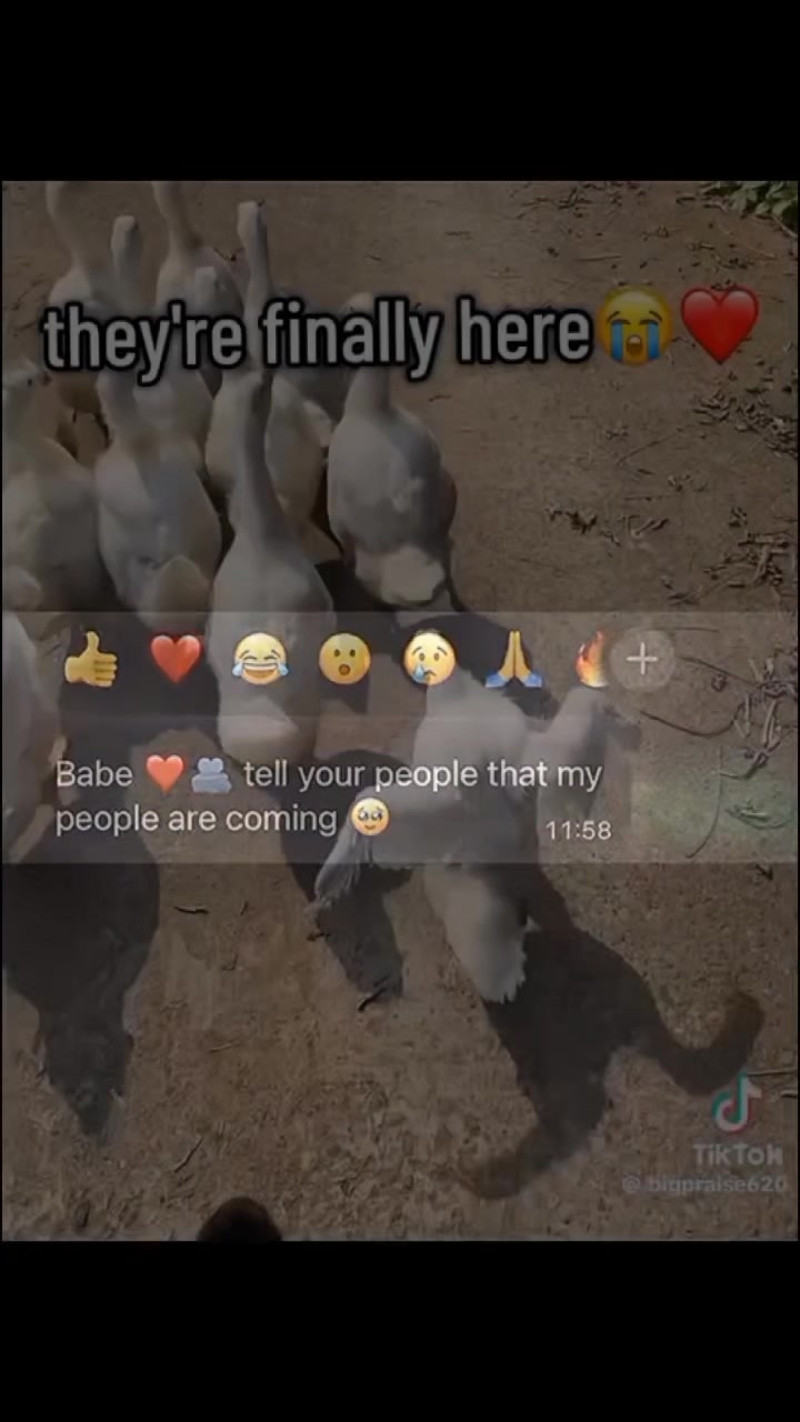 @๐๐ธ๐ฒ๐ฝ๐ผ๐ฒ_๐๐ฎ๐ฎ๐ฅ