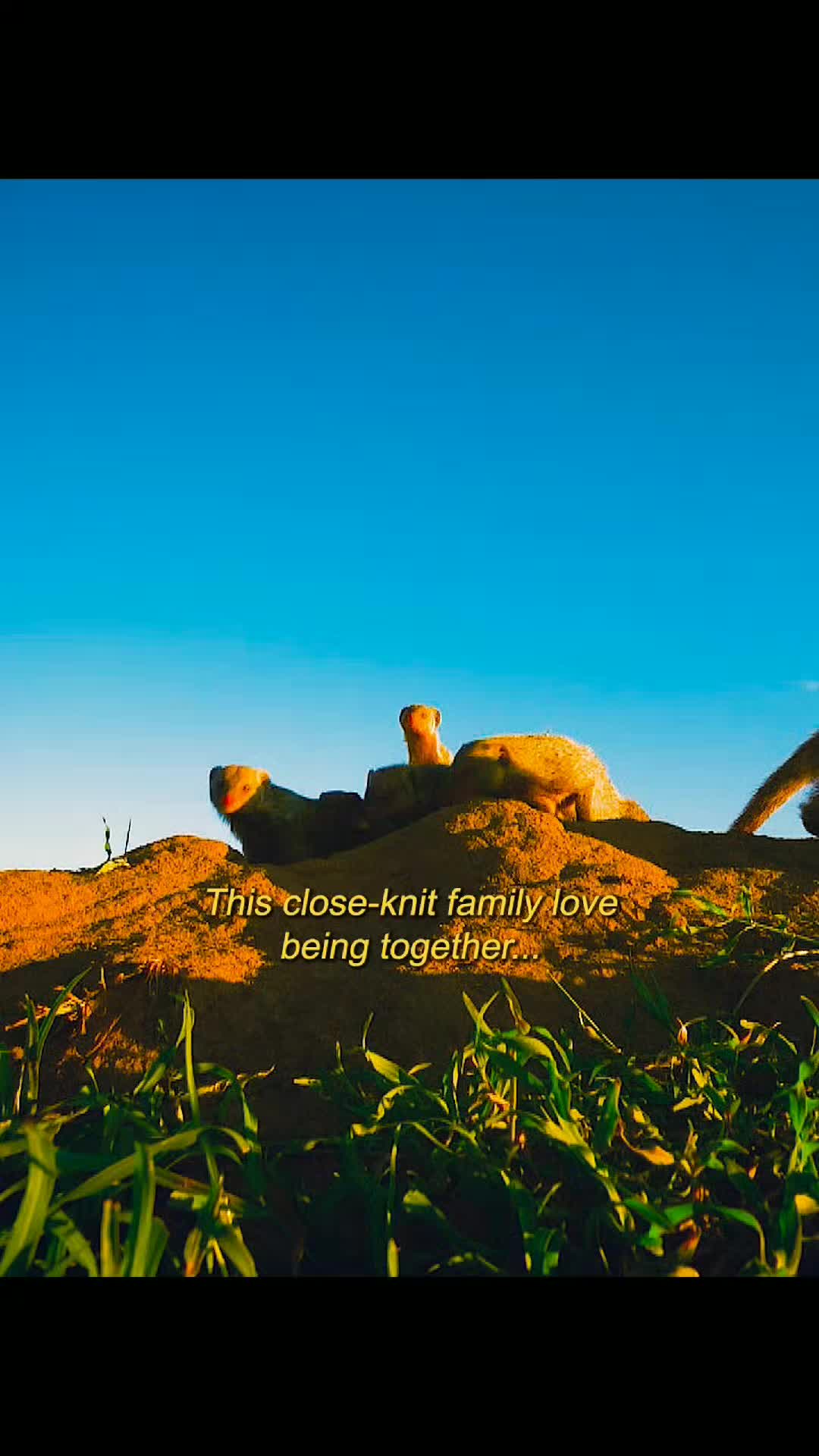@Animallovers