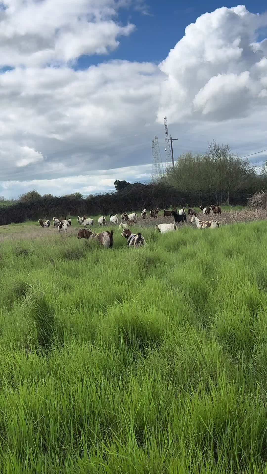 @Riverraisedboergoats