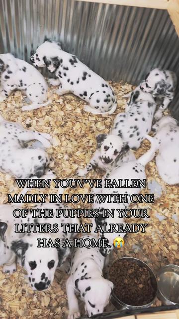 @Darling Dalmatians