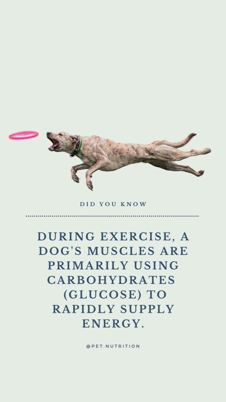 @Pet Nutrition