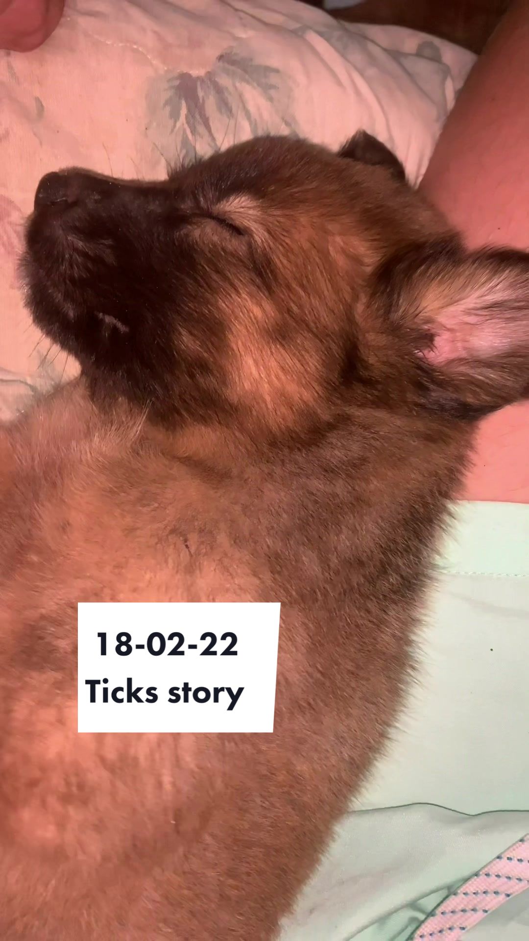 @Rescued stray dog and puppy’s