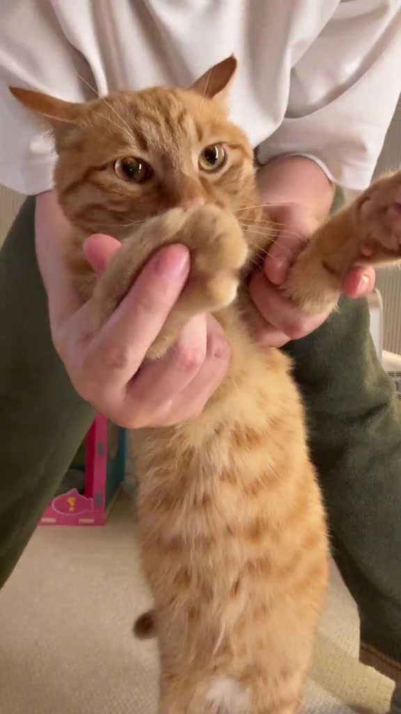 @^~^