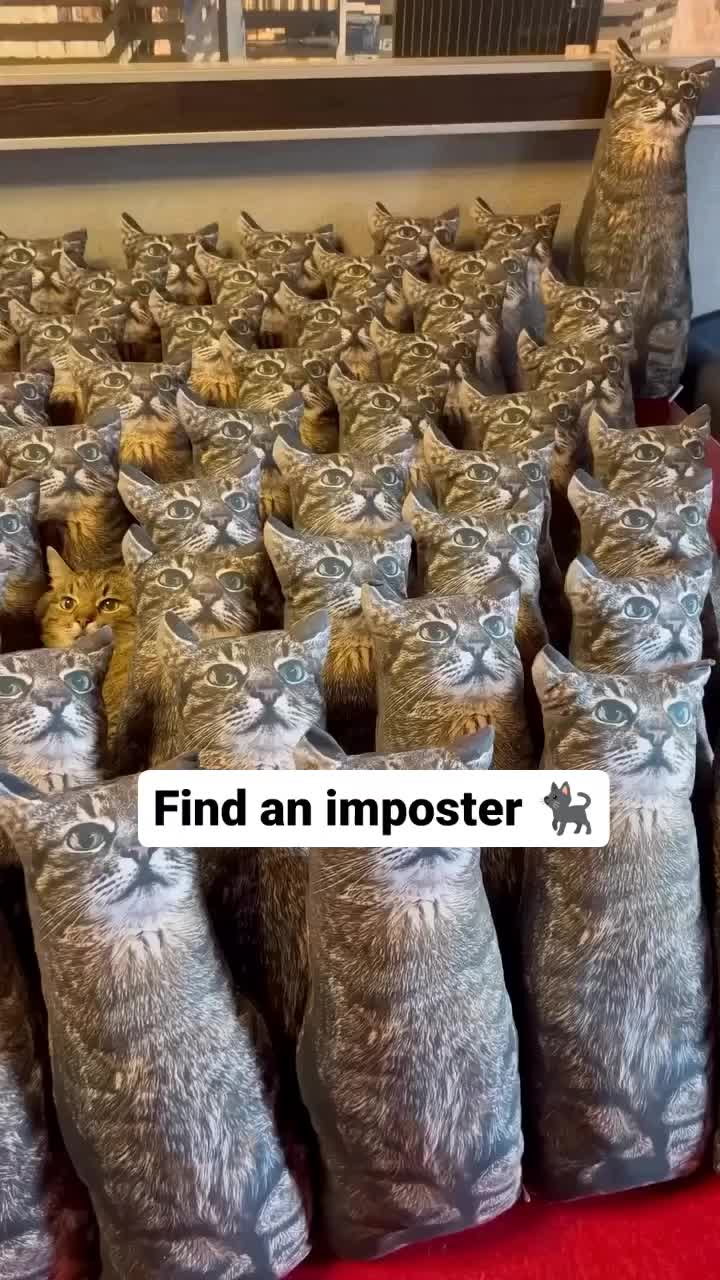@catnipcrazee