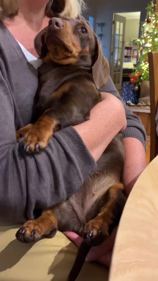 @Pip The Sausage 🤍