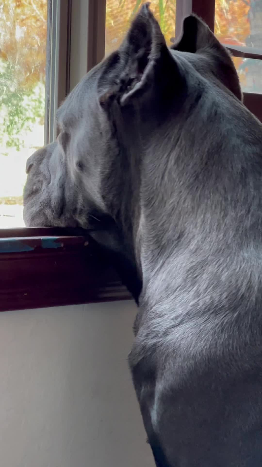 @Phoenician Cane Corso Stormi