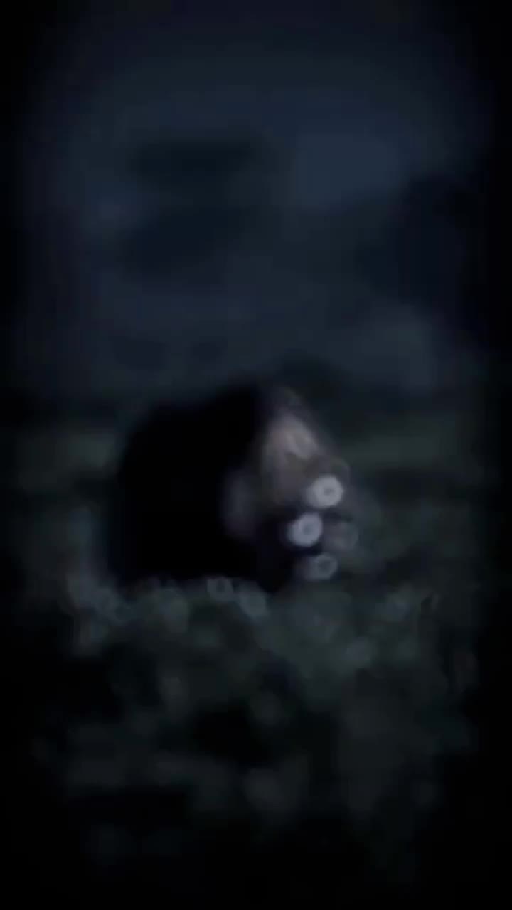 @Top Animals