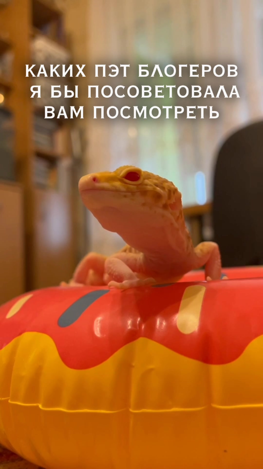 @Эублефар Мия💗