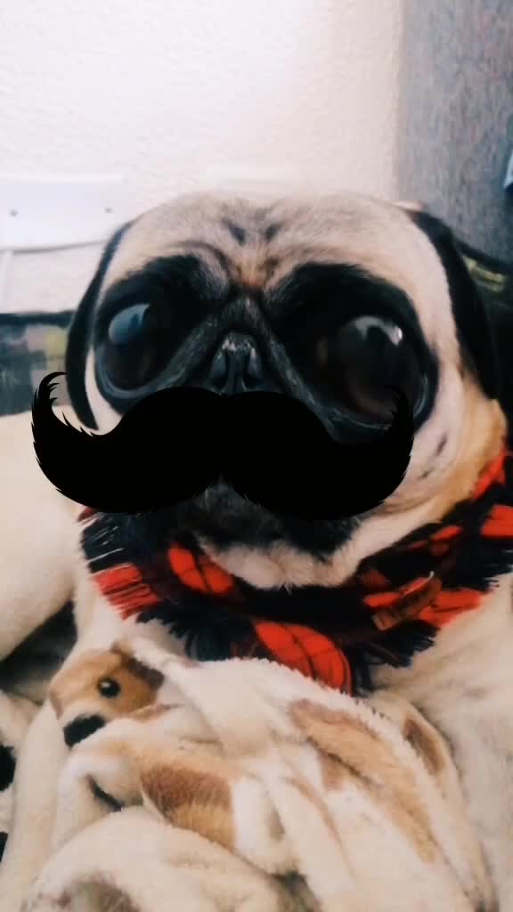 @CHATIRULO 🐶